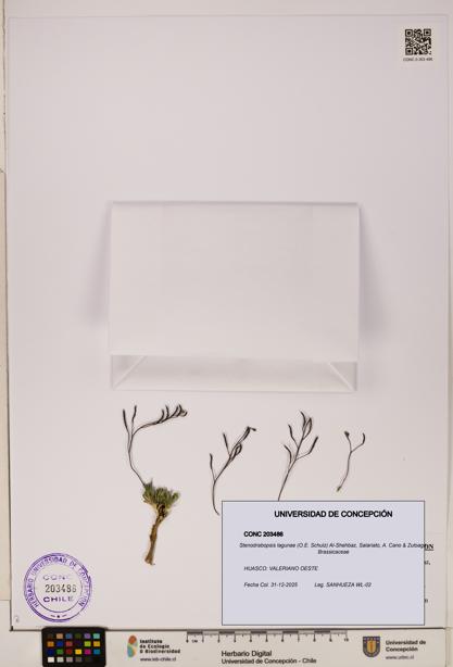 Stenodrabopsis lagunae [Espécimen: ]