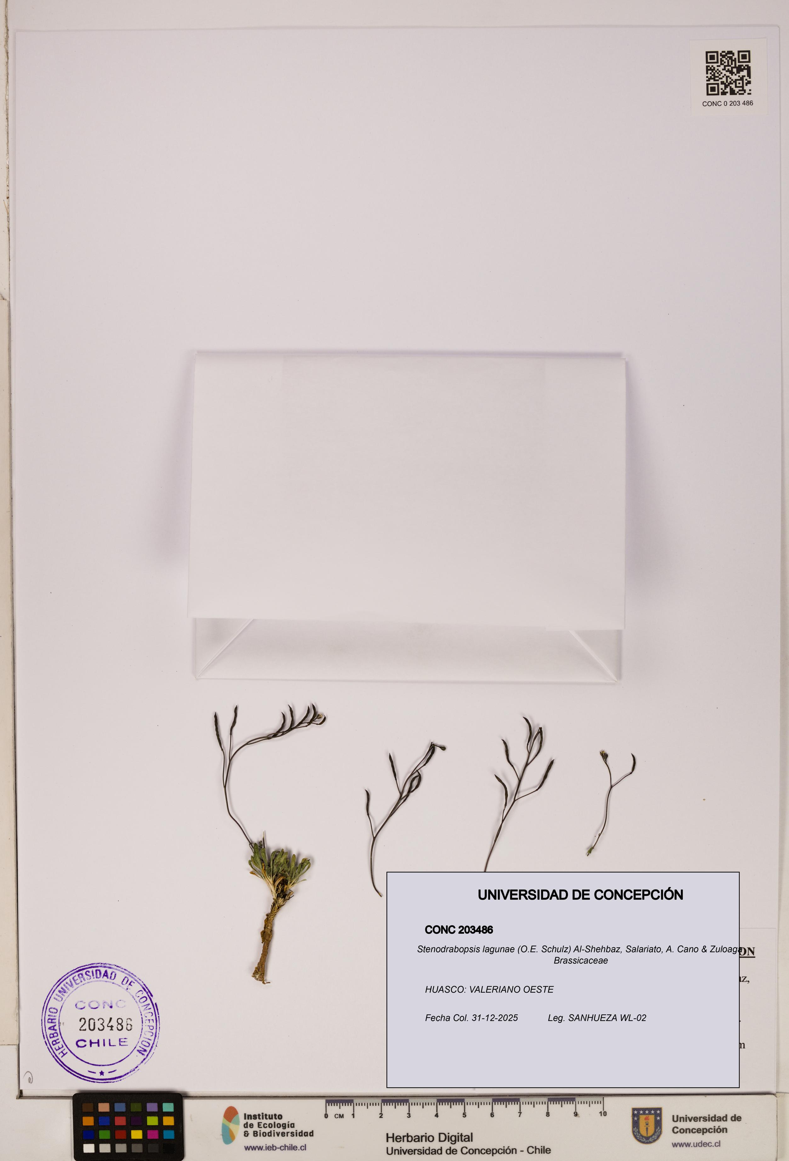 Stenodrabopsis lagunae [Espécimen: ]
