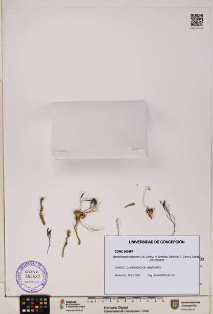 Stenodrabopsis lagunae [Espécimen: ]