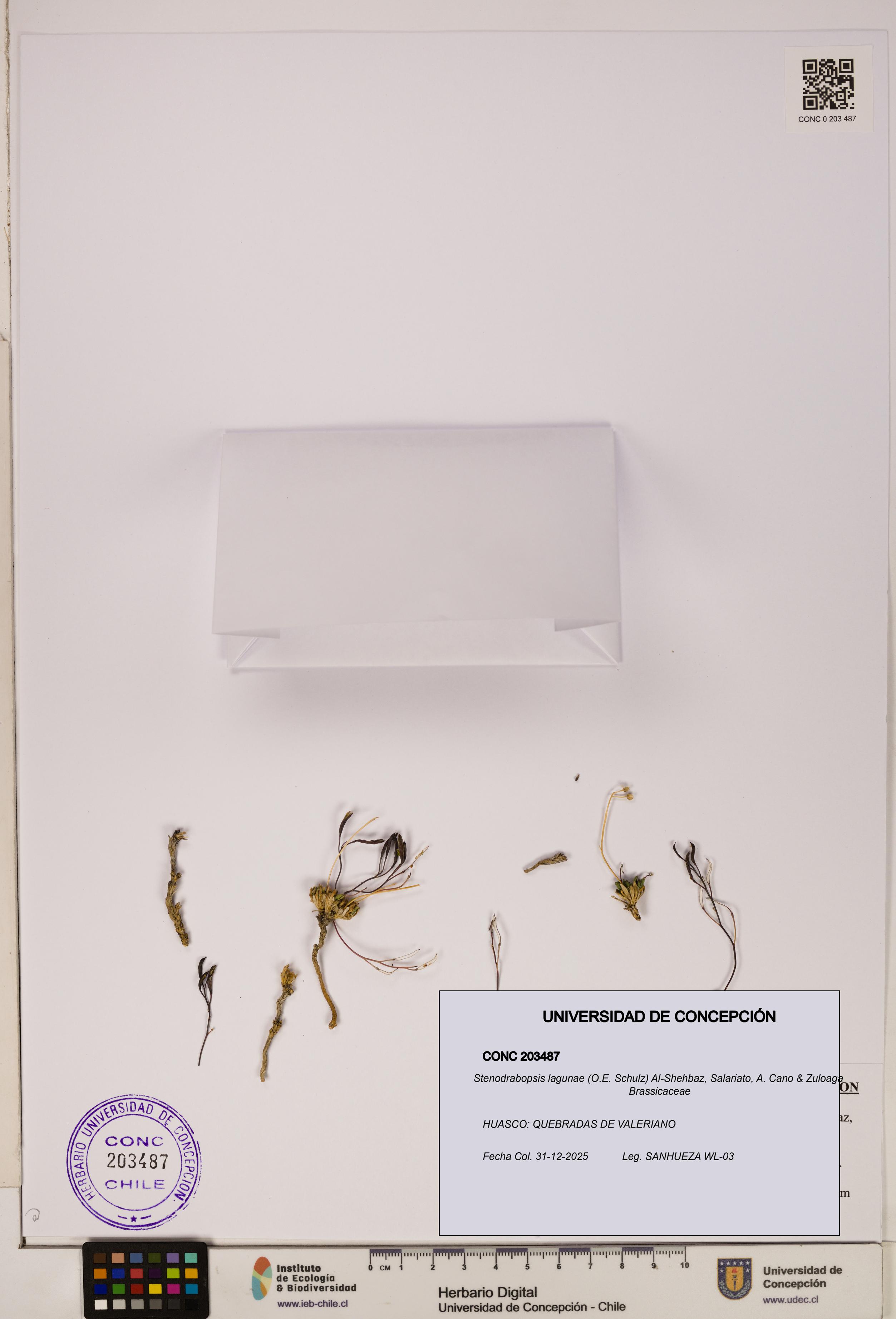 Stenodrabopsis lagunae [Espécimen: ]