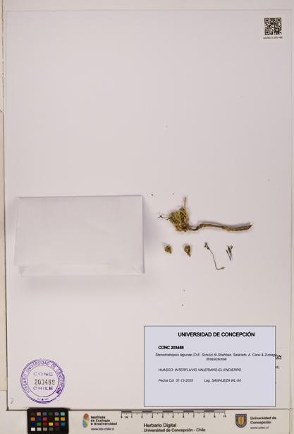 Stenodrabopsis lagunae [Espécimen: ]