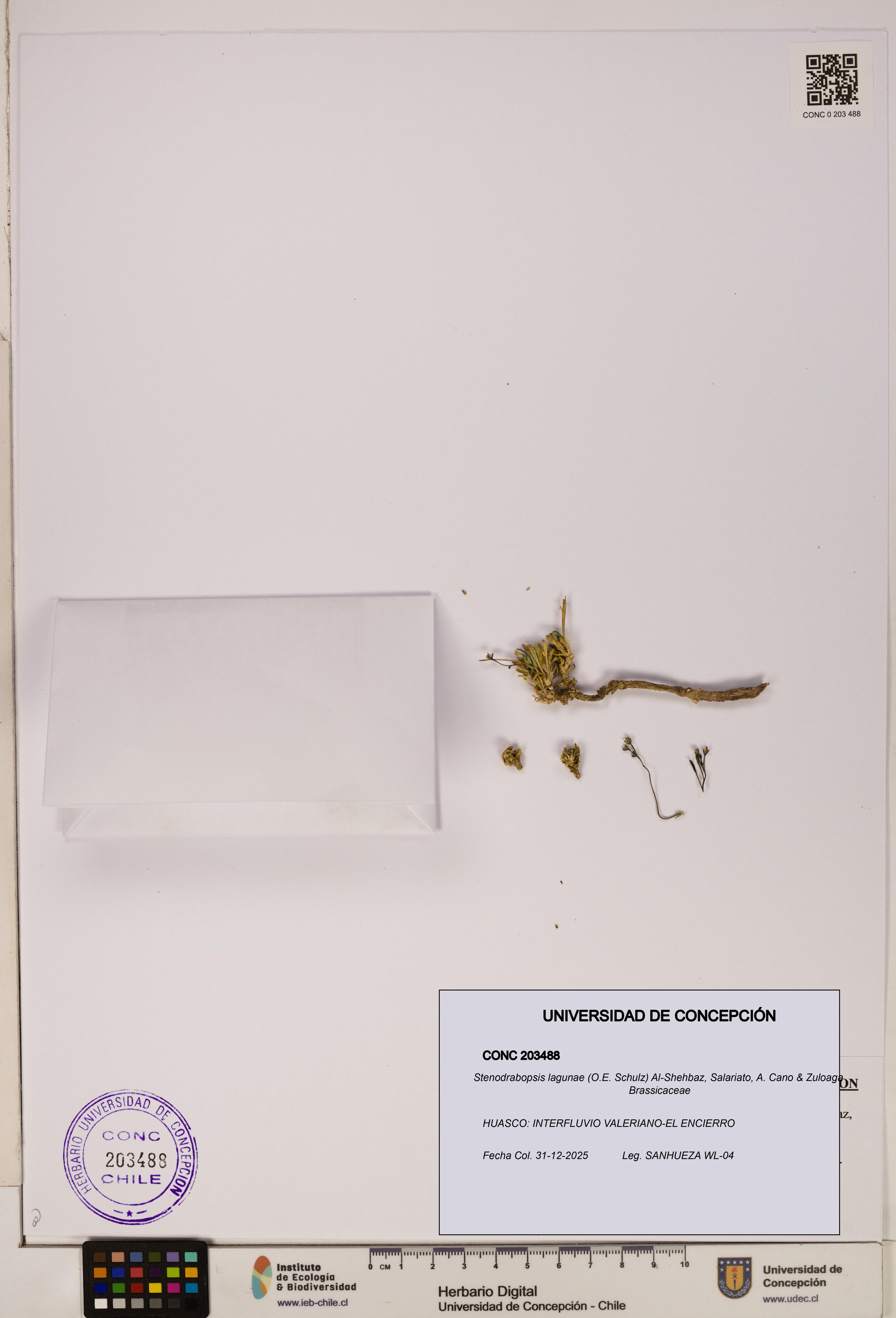 Stenodrabopsis lagunae [Espécimen: ]