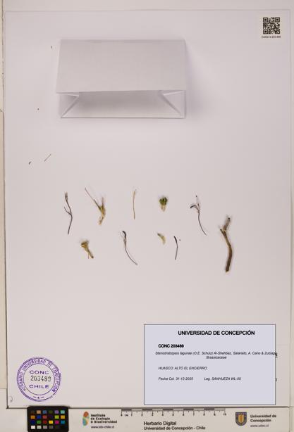 Stenodrabopsis lagunae [Espécimen: ]