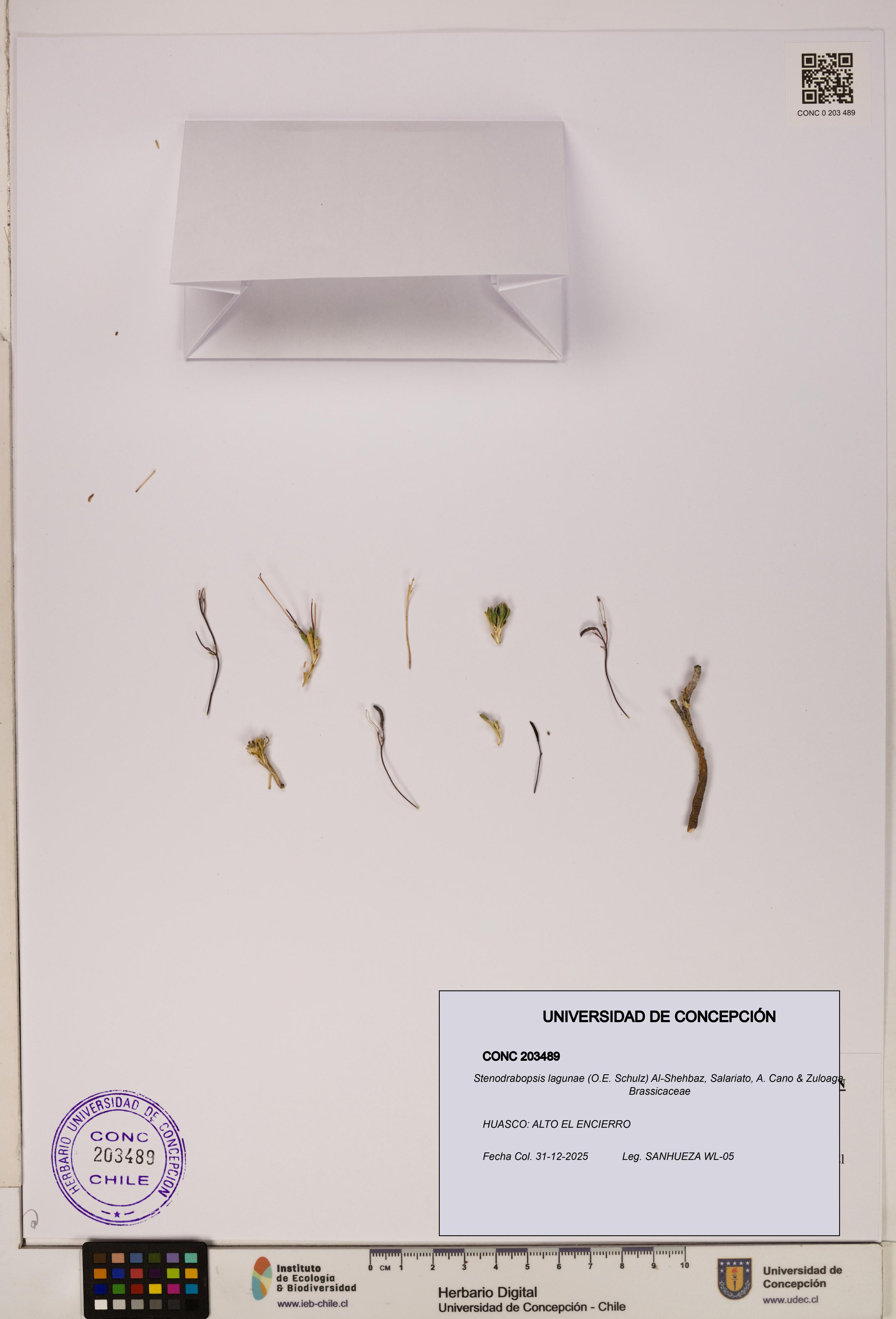 Stenodrabopsis lagunae [Espécimen: ]