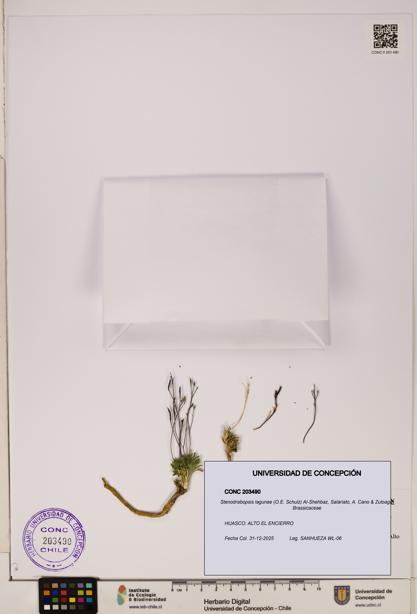 Stenodrabopsis lagunae [Espécimen: ]