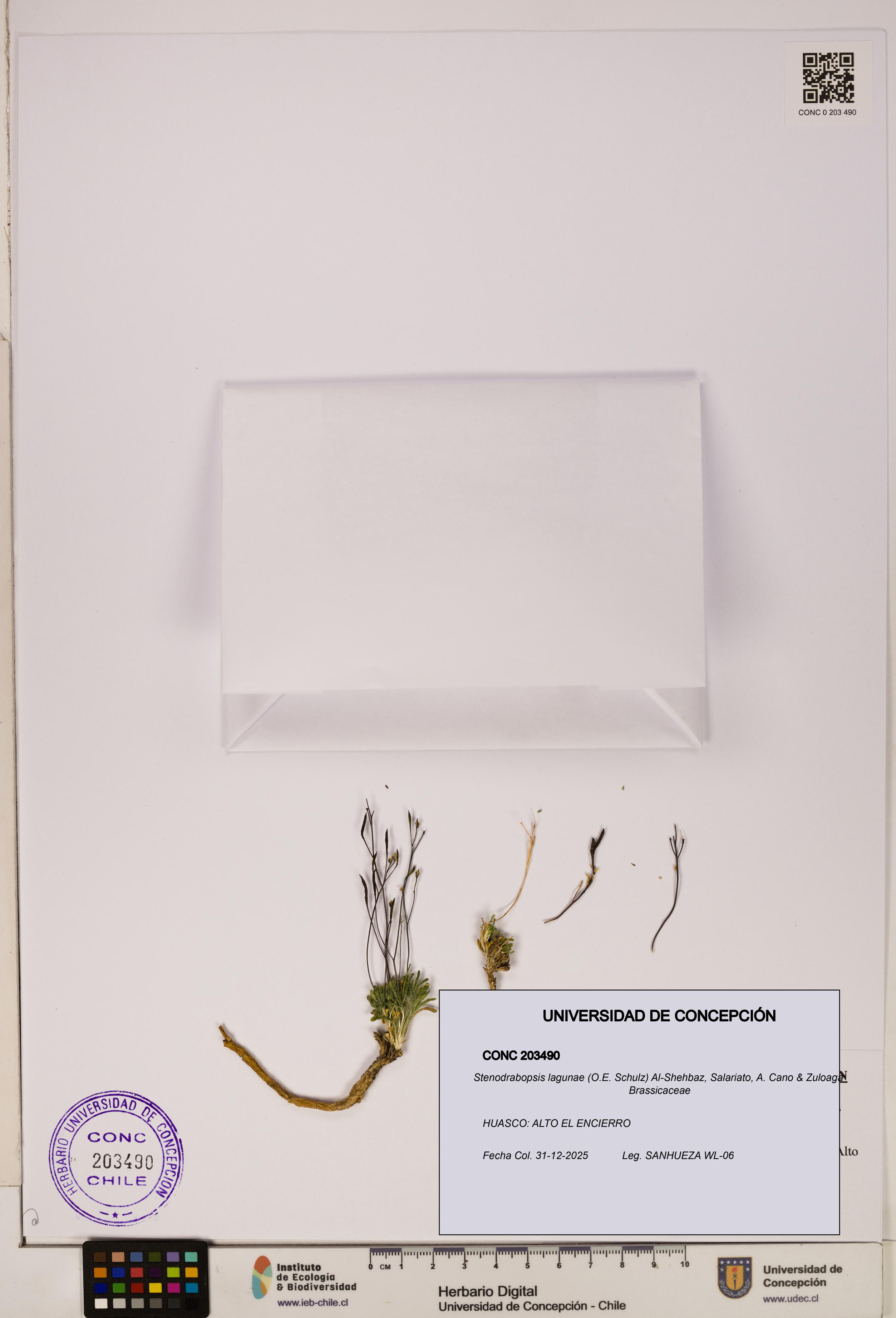 Stenodrabopsis lagunae [Espécimen: ]