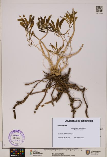Alstroemeria violacea [Espécimen: UDEC:CONC:0203492]