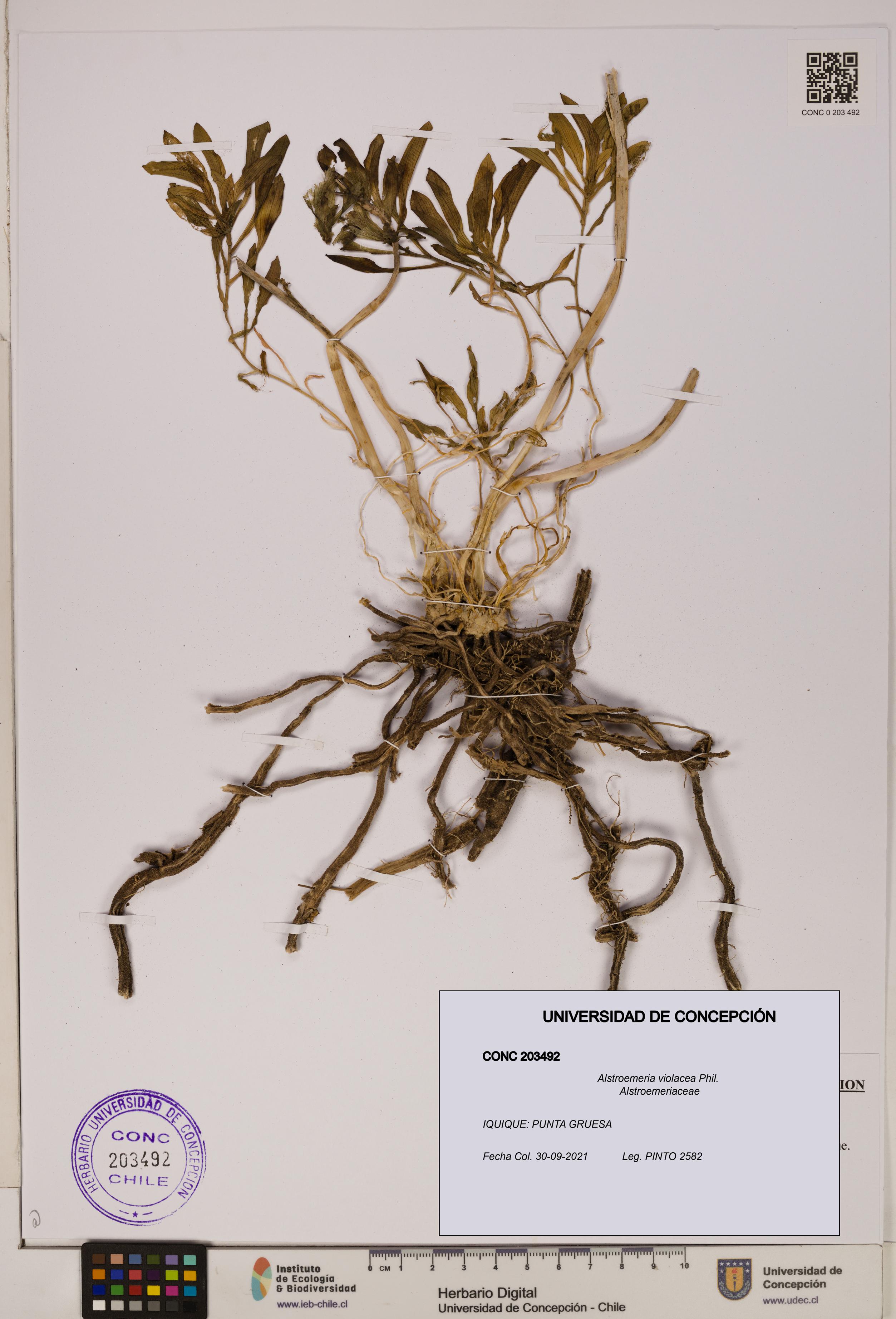 Alstroemeria violacea [Espécimen: UDEC:CONC:0203492]