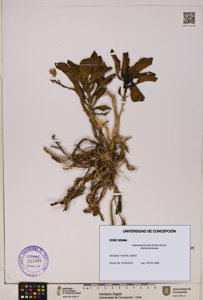 Alstroemeria lutea [Espécimen: UDEC:CONC:0203494]