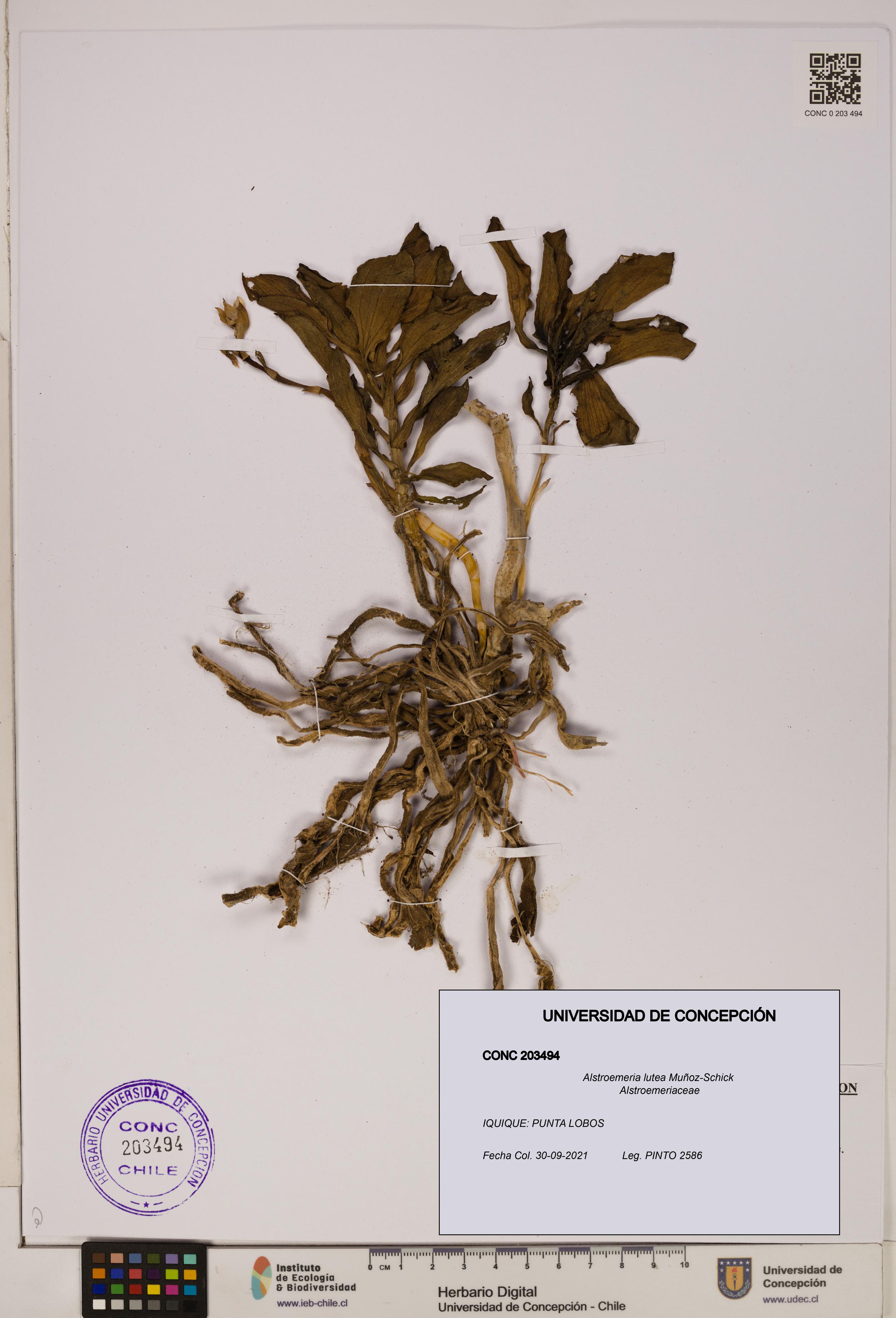 Alstroemeria lutea [Espécimen: UDEC:CONC:0203494]
