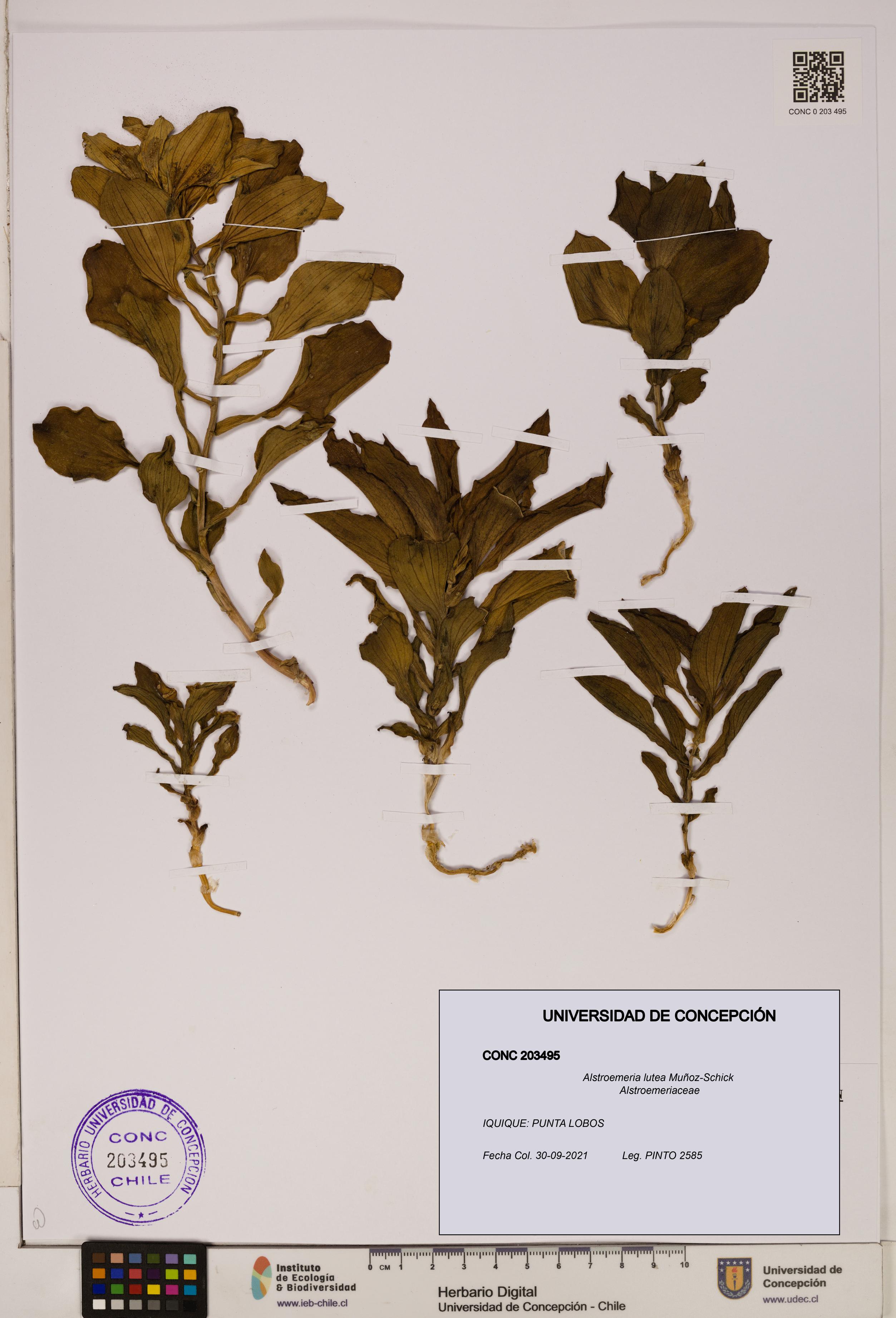 Alstroemeria lutea [Espécimen: UDEC:CONC:0203495]