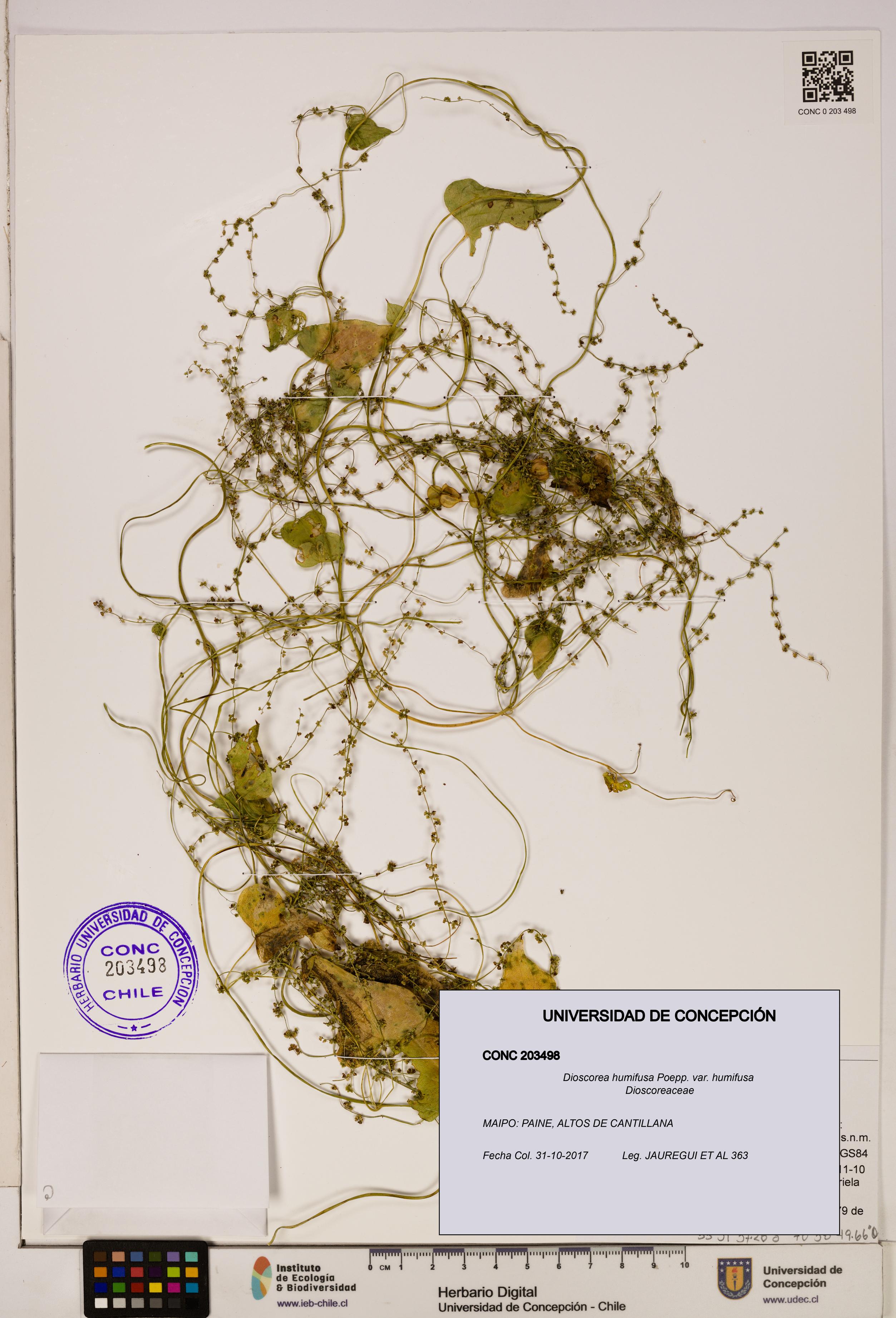 Dioscorea humifusa var. humifusa [Espécimen: ]