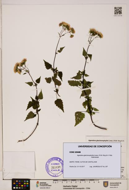 Ageratina glechonophylla [Espécimen: UDEC:CONC:0203499]