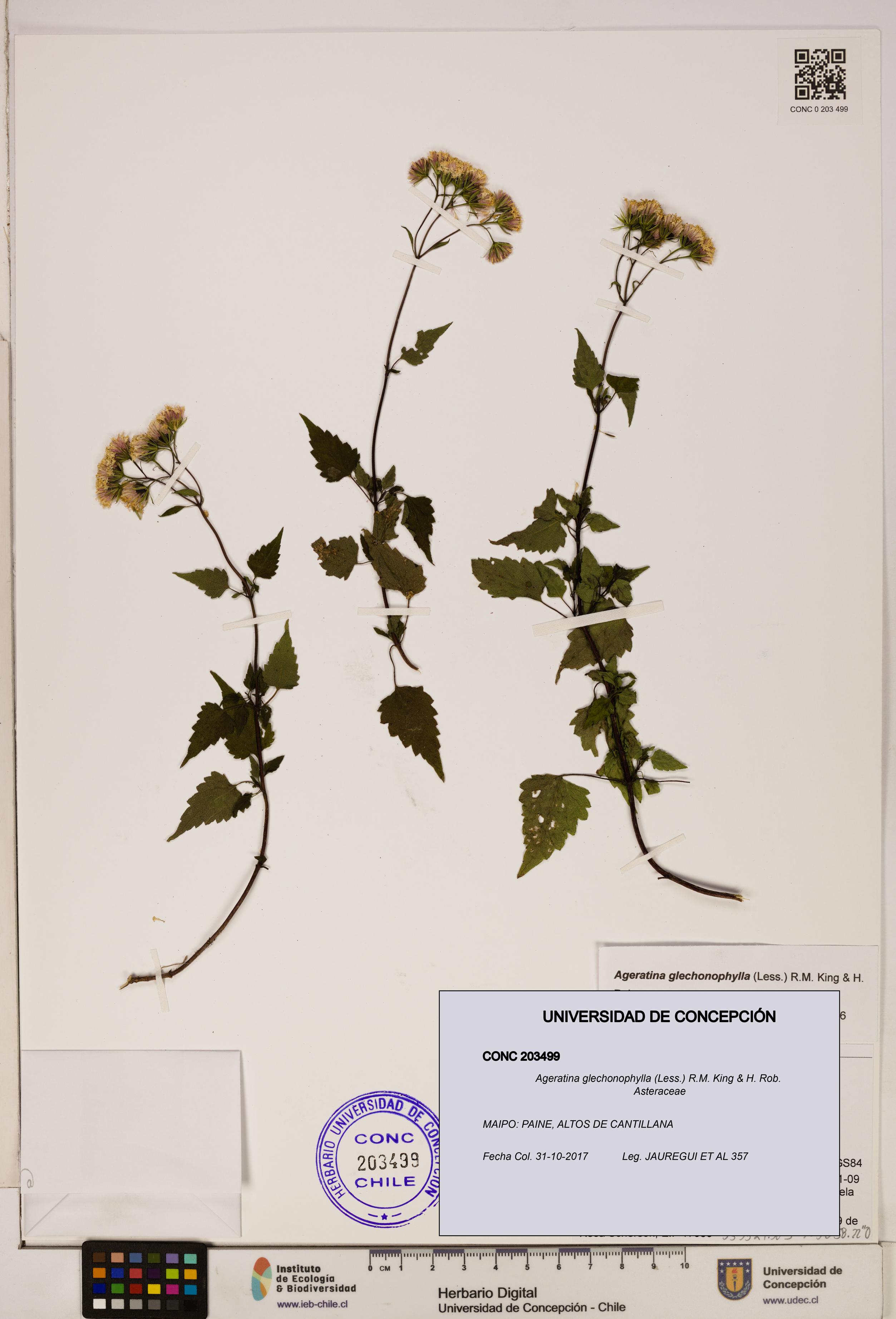 Ageratina glechonophylla [Espécimen: UDEC:CONC:0203499]