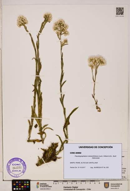 Pseudognaphalium cheiranthifolium [Espécimen: ]