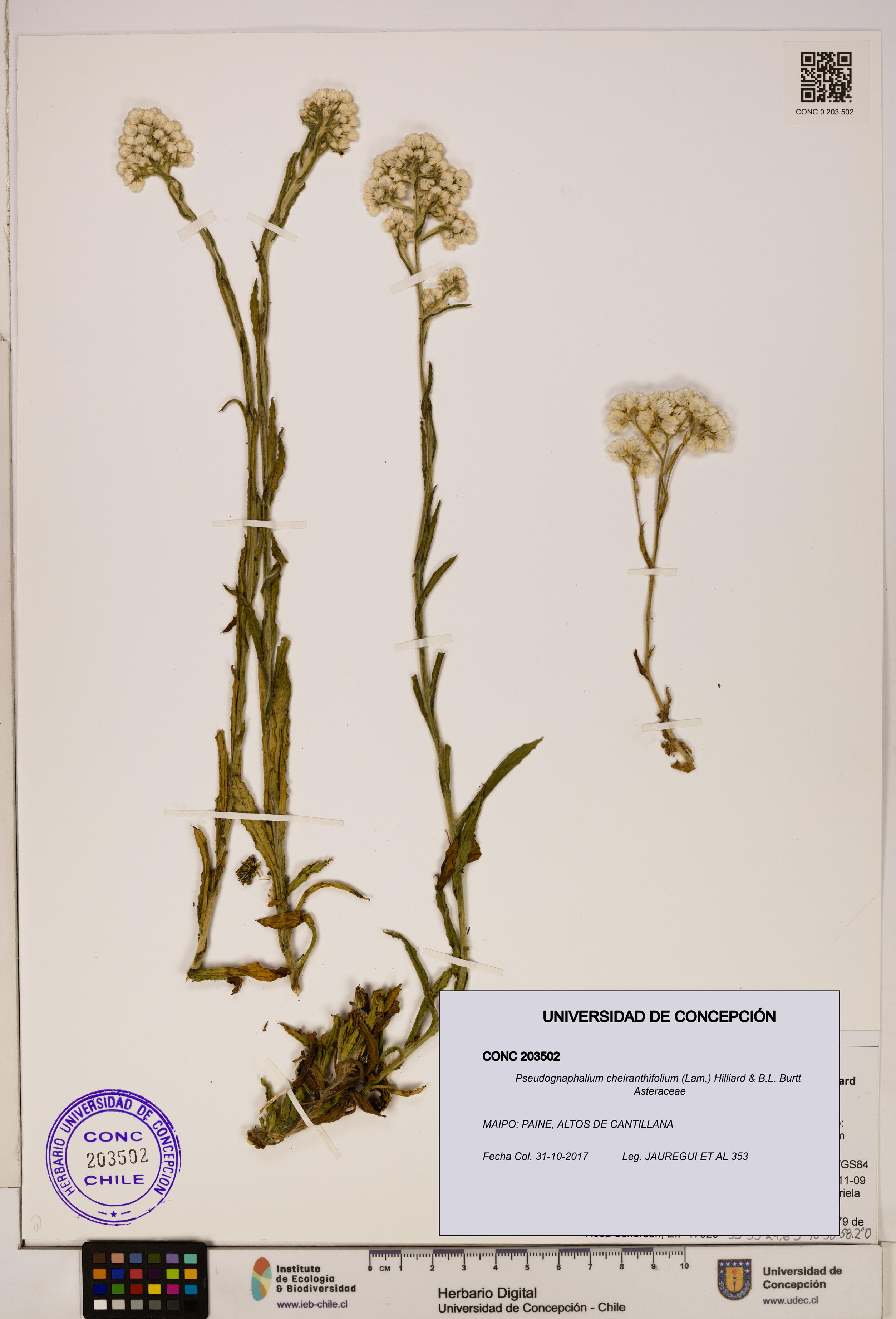 Pseudognaphalium cheiranthifolium [Espécimen: ]