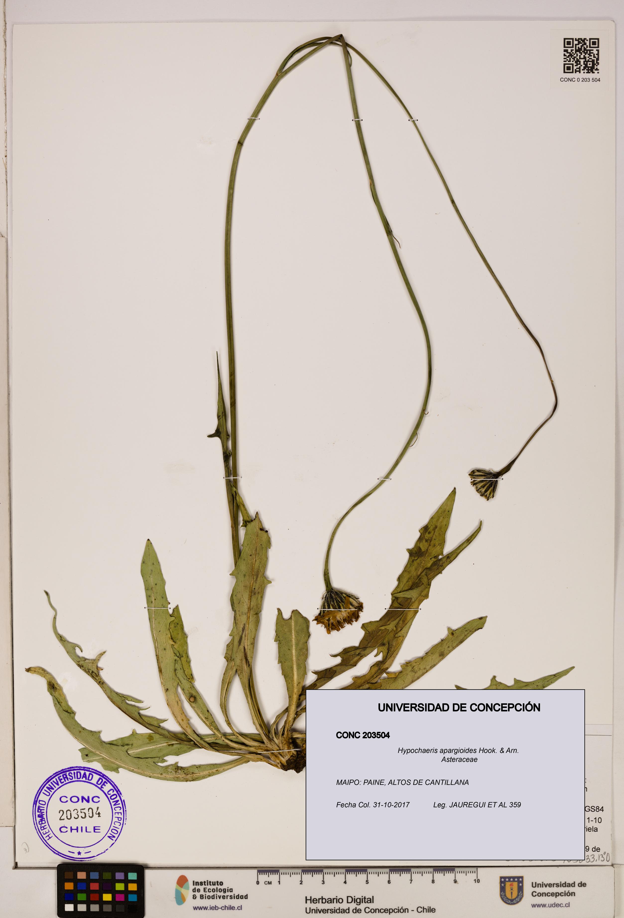 Hypochaeris apargioides [Espécimen: UDEC:CONC:0203504]