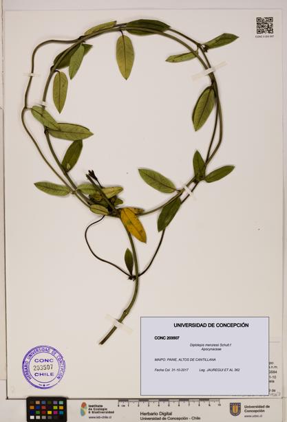 Diplolepis menziesii [Espécimen: ]