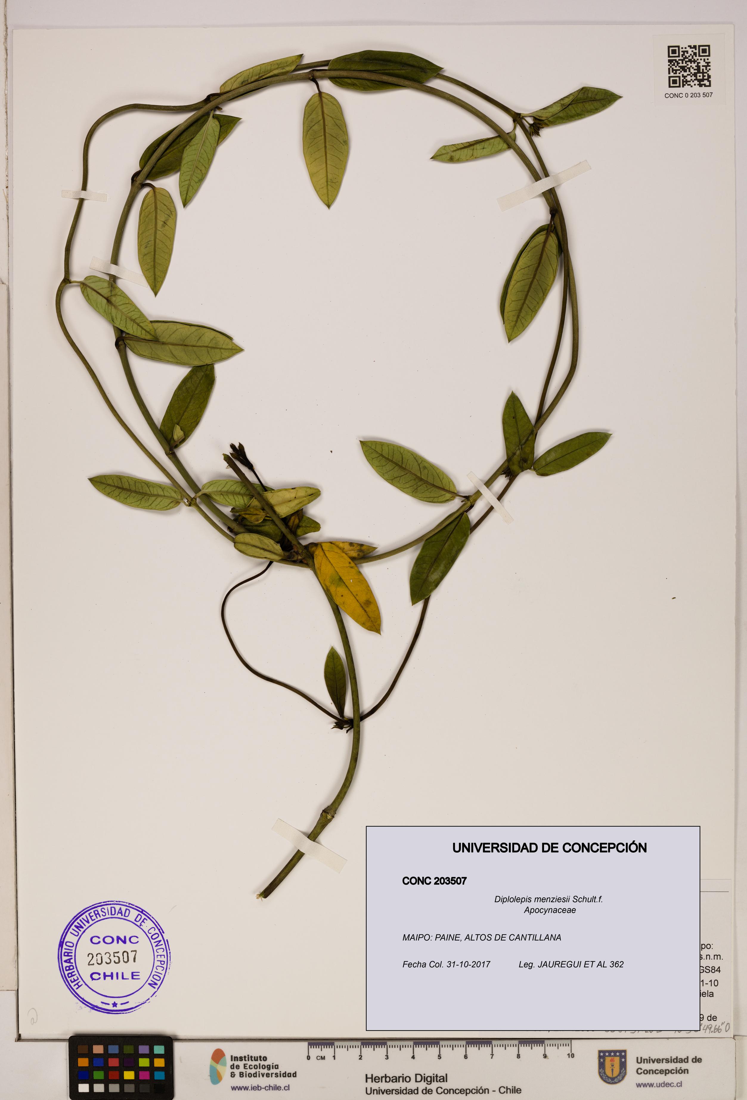 Diplolepis menziesii [Espécimen: ]