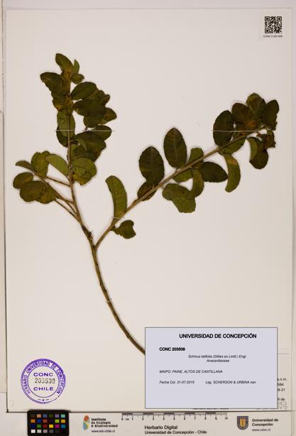 Schinus latifolia [Espécimen: ]