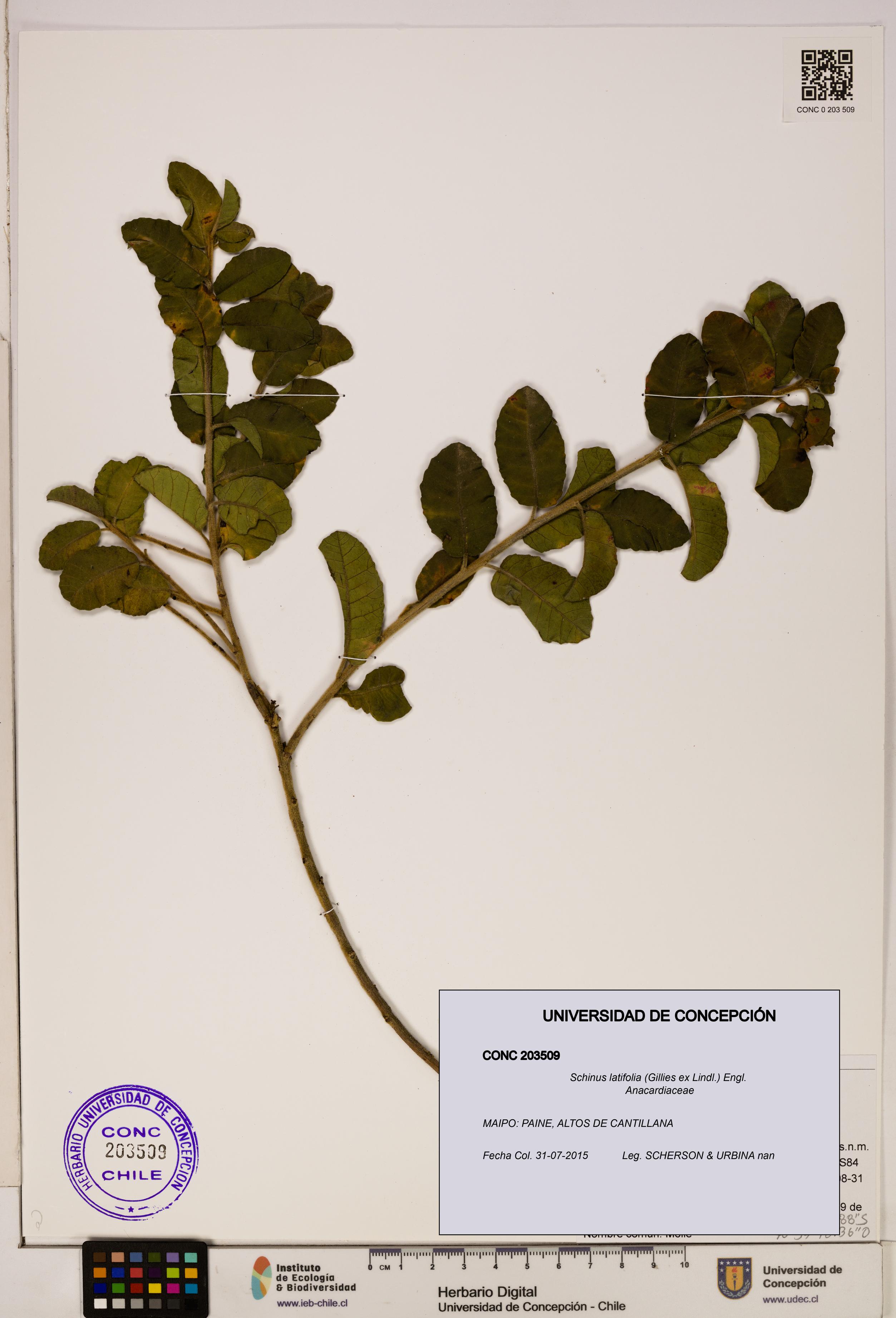 Schinus latifolia [Espécimen: ]