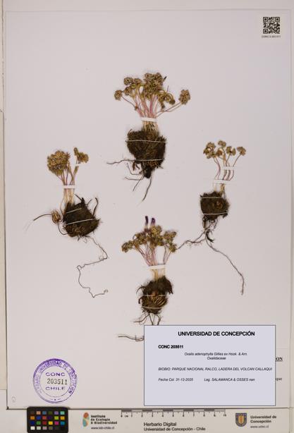 Oxalis adenophylla [Espécimen: UDEC:CONC:0203511]