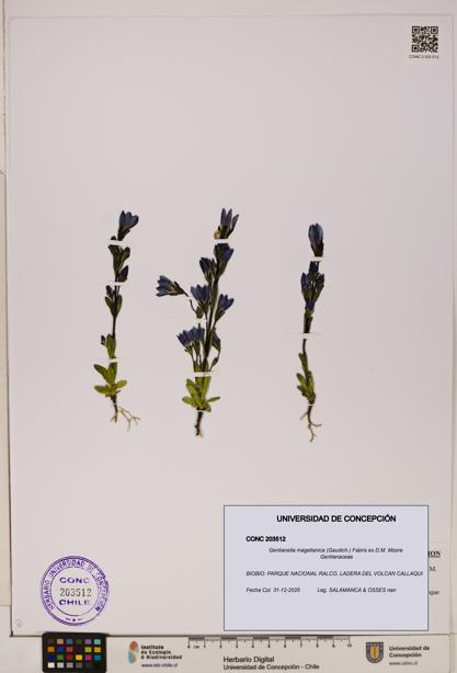Gentianella magellanica [Espécimen: ]