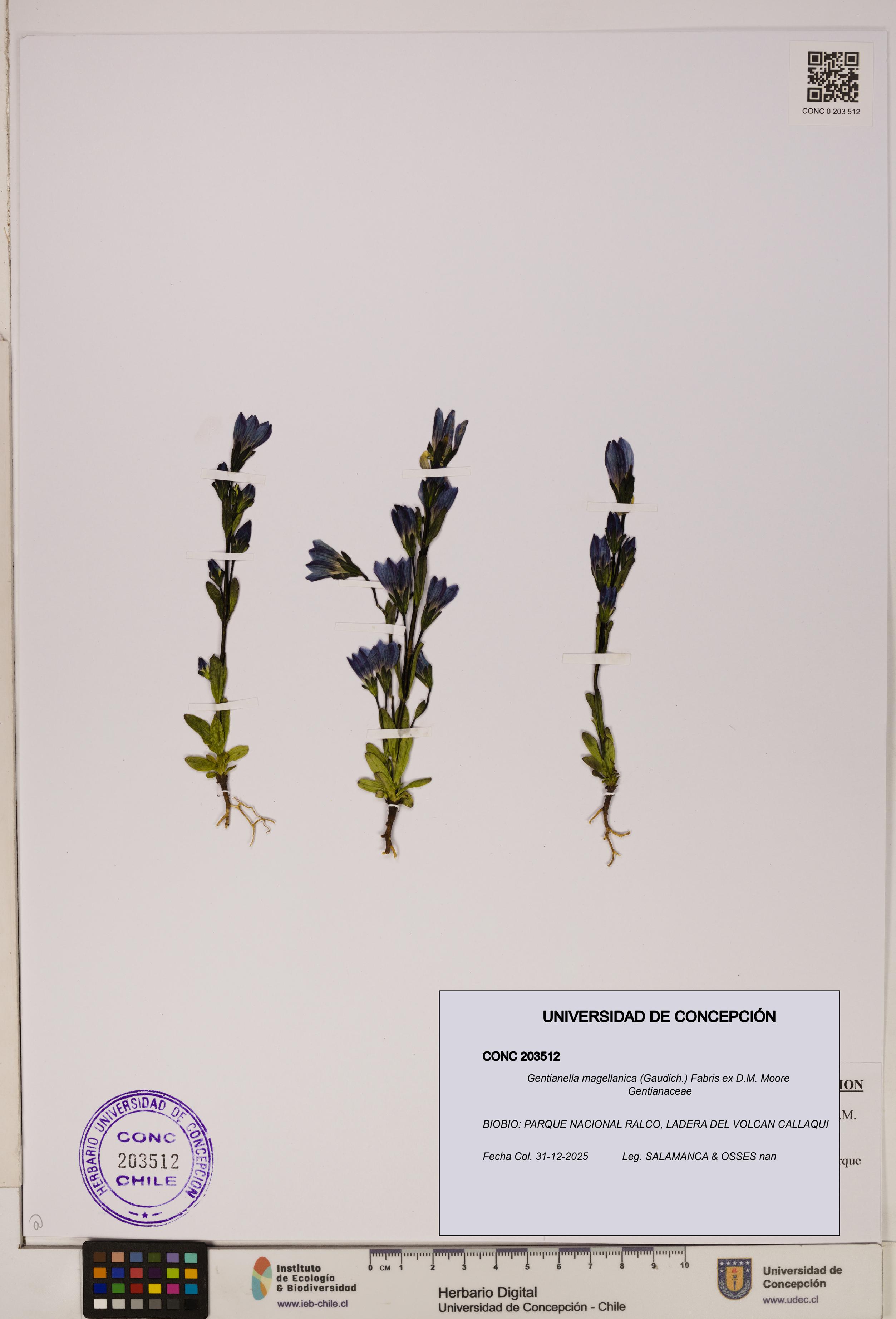 Gentianella magellanica [Espécimen: ]