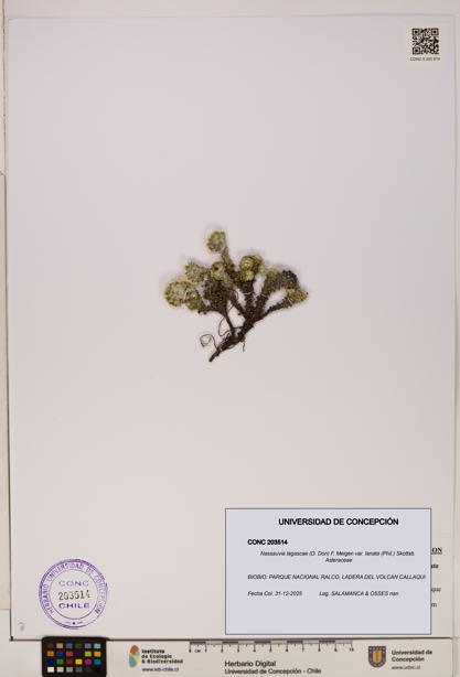 Nassauvia lagascae var. lanata [Espécimen: UDEC:CONC:0203514]