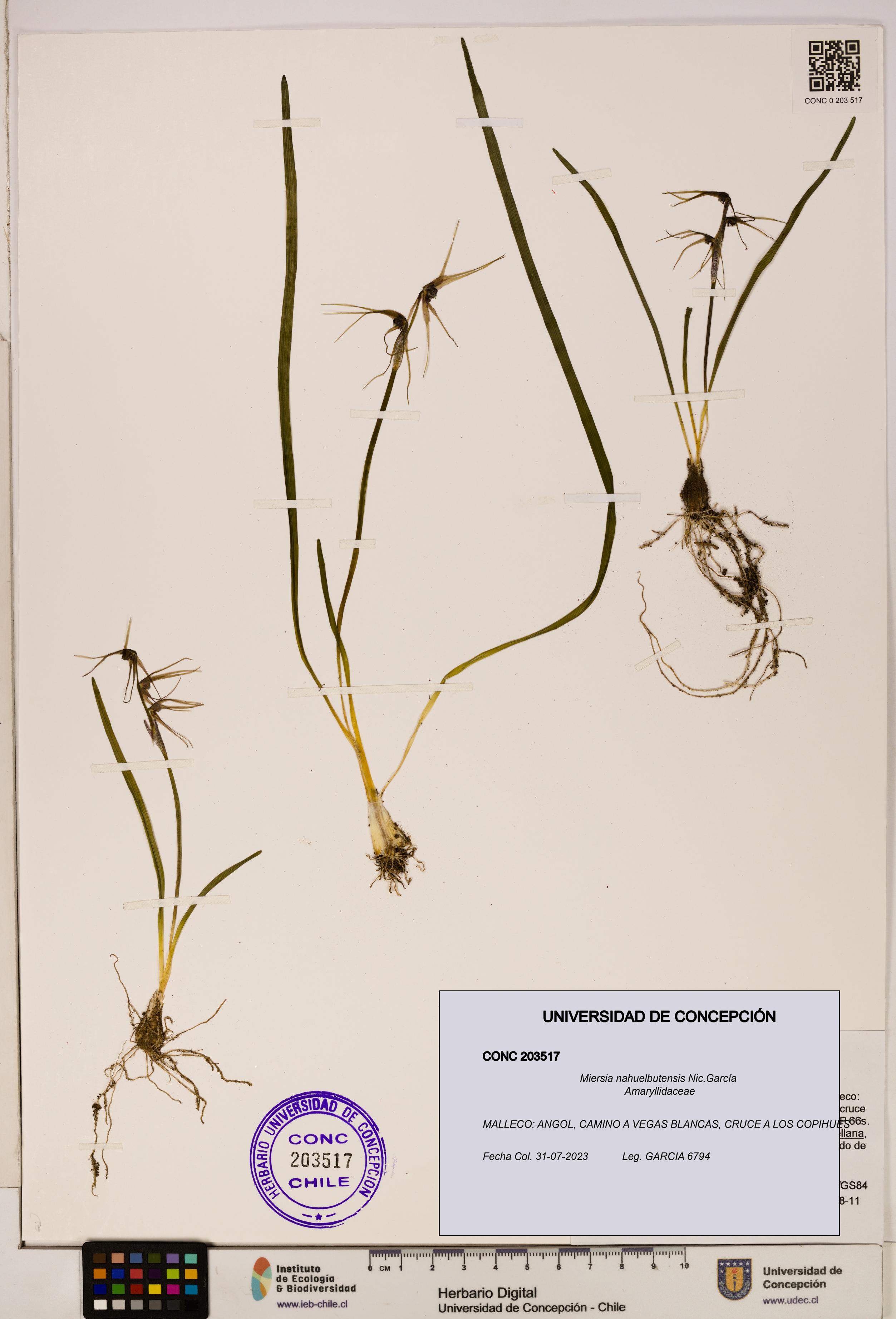Miersia nahuelbutensis [Espécimen: UDEC:CONC:0203517]
