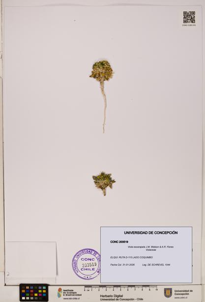 Viola escarapela [Espécimen: UDEC:CONC:0203519]