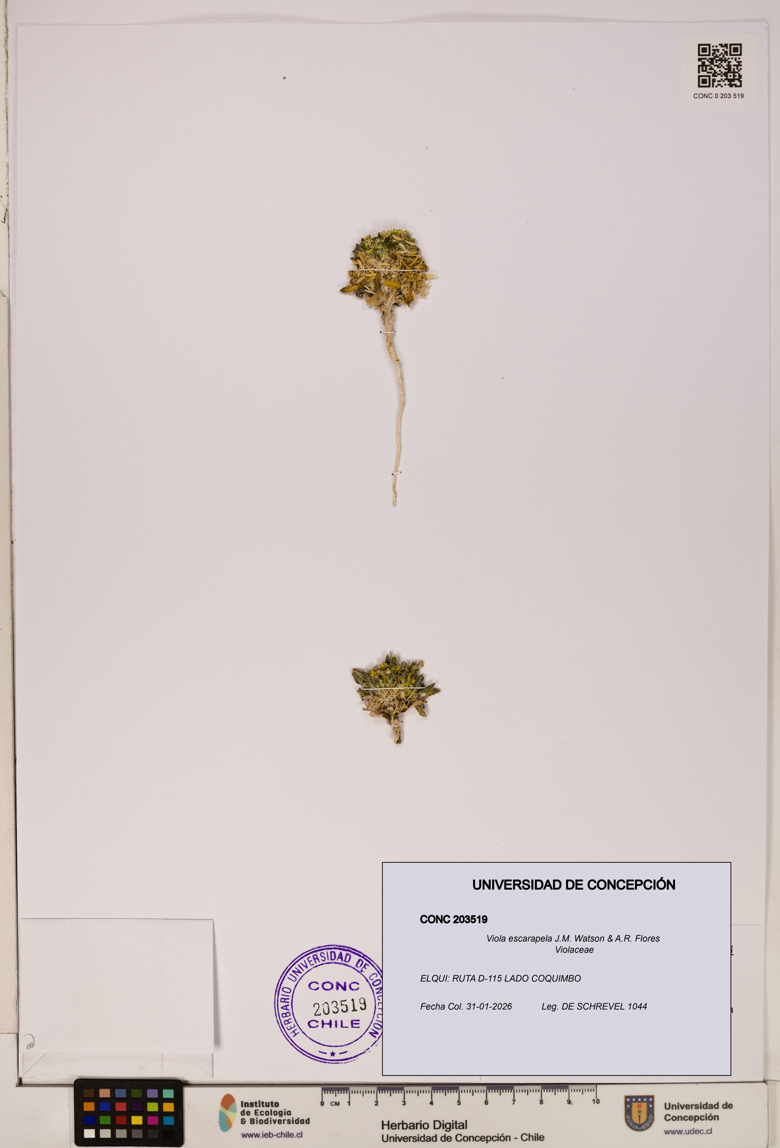 Viola escarapela [Espécimen: UDEC:CONC:0203519]