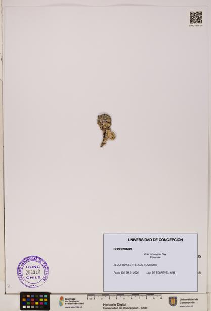 Viola montagnei [Espécimen: UDEC:CONC:0203520]