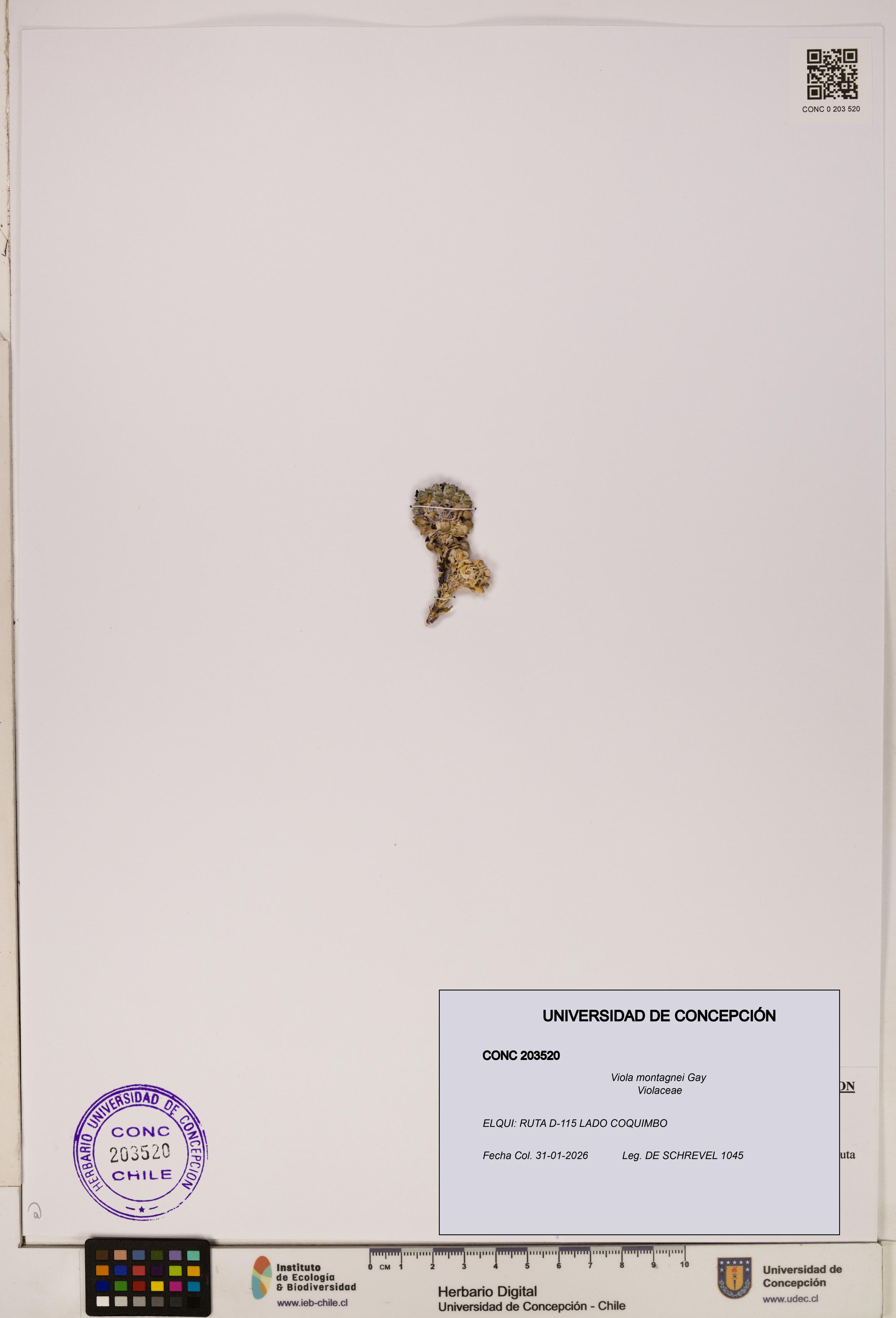 Viola montagnei [Espécimen: UDEC:CONC:0203520]