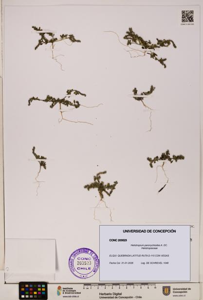 Heliotropium paronychioides [Espécimen: ]