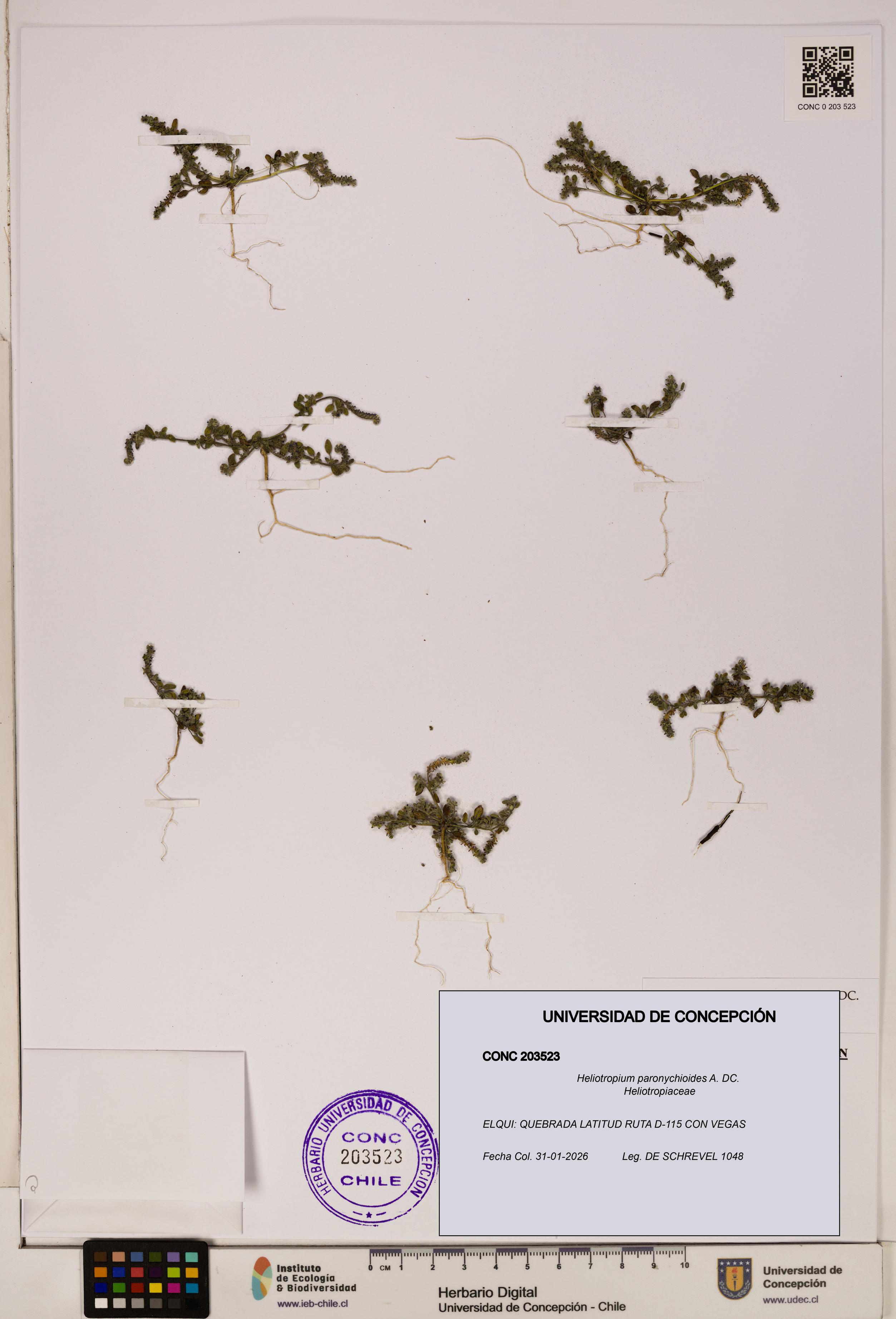 Heliotropium paronychioides [Espécimen: ]