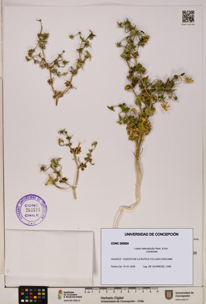 Loasa heterophylla [Espécimen: UDEC:CONC:0203524]