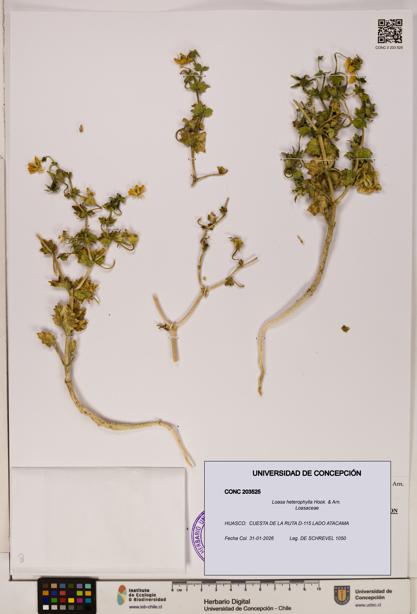 Loasa heterophylla [Espécimen: UDEC:CONC:0203525]