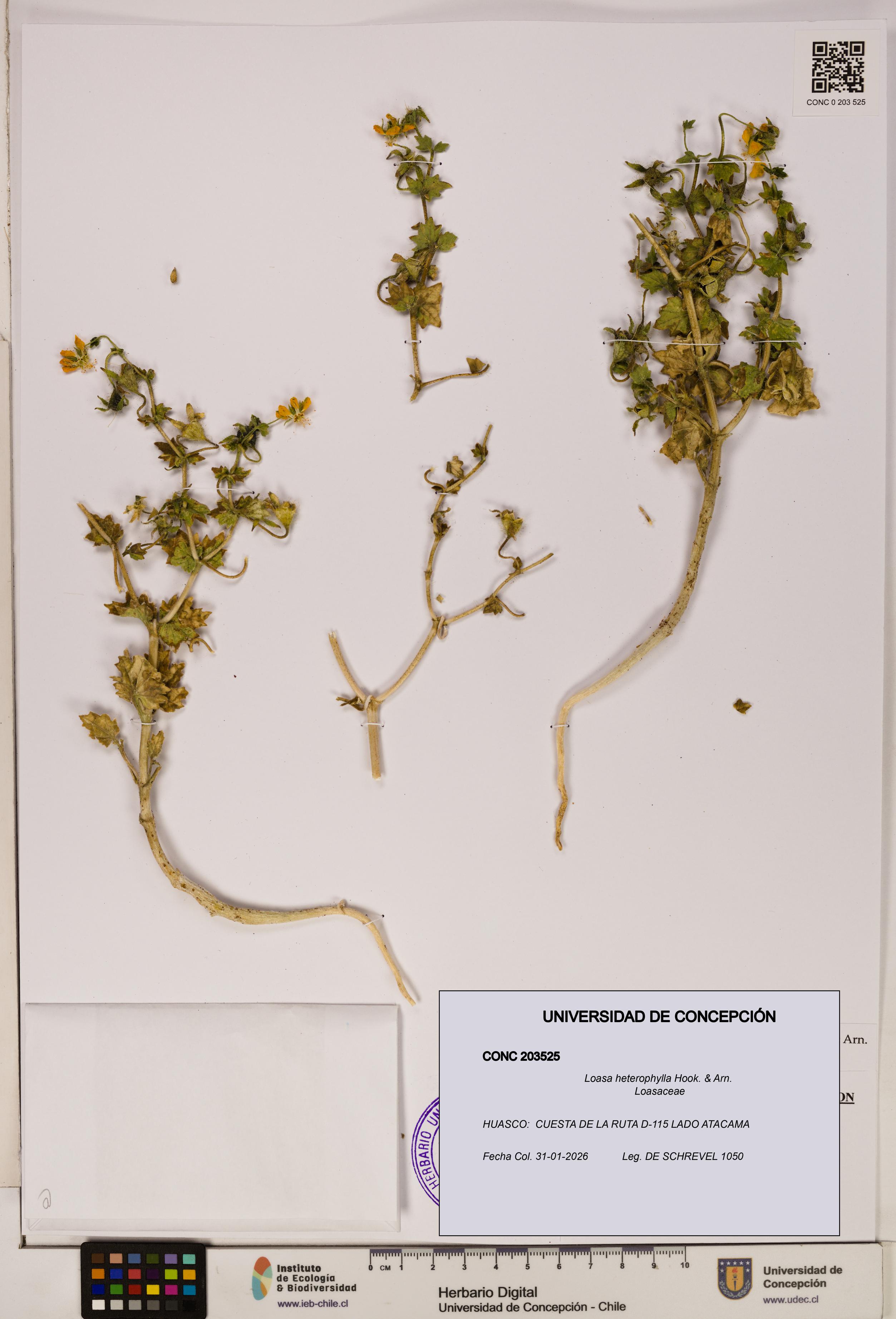 Loasa heterophylla [Espécimen: UDEC:CONC:0203525]