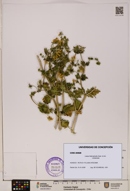 Loasa heterophylla [Espécimen: UDEC:CONC:0203526]