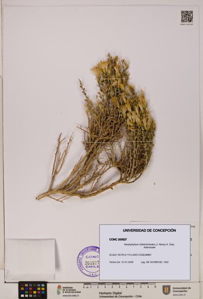 Nardophyllum chiliotrichioides [Espécimen: UDEC:CONC:0203527]