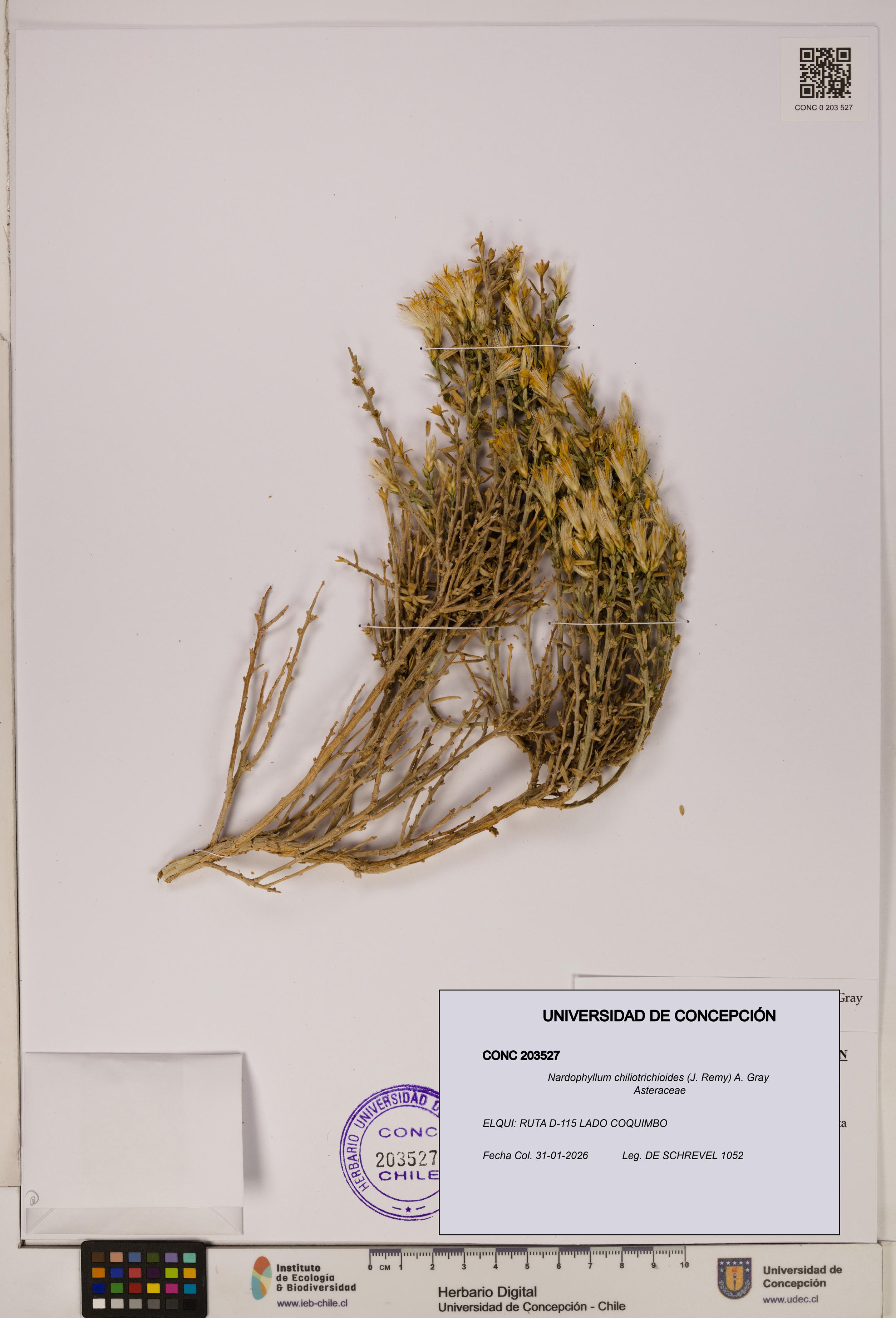 Nardophyllum chiliotrichioides [Espécimen: UDEC:CONC:0203527]