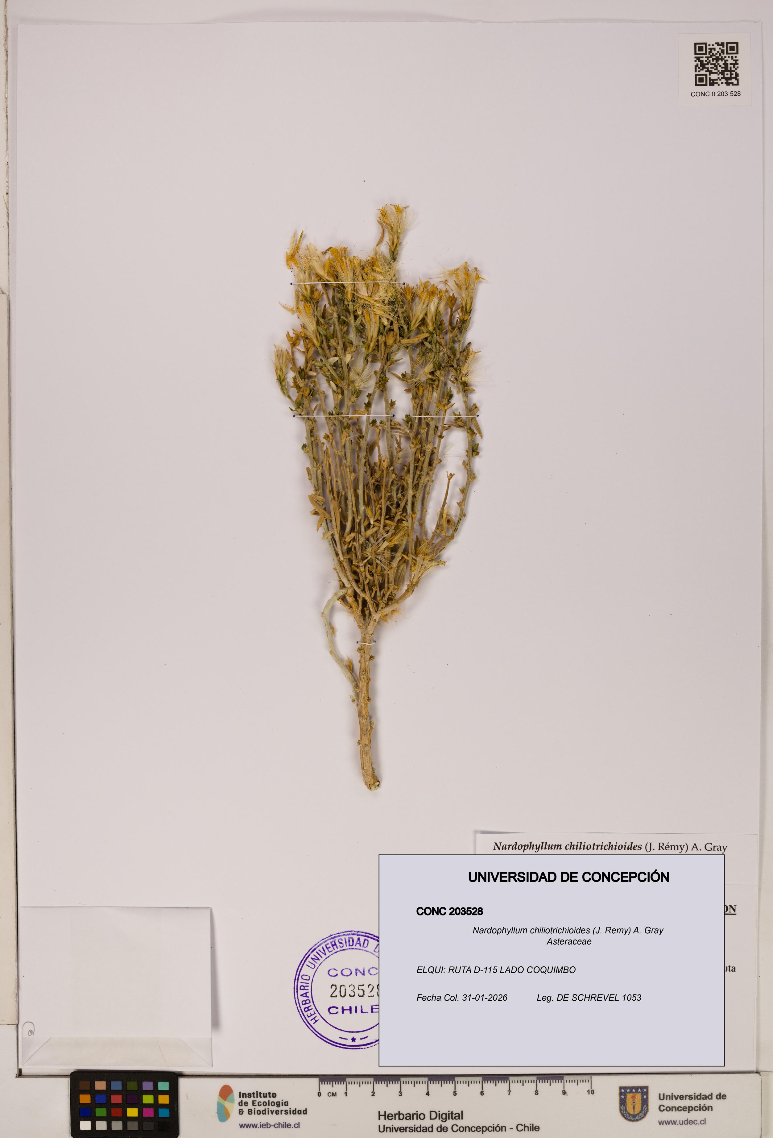 Nardophyllum chiliotrichioides [Espécimen: UDEC:CONC:0203528]