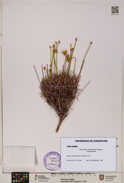 Chorizanthe rosasii [Espécimen: ]