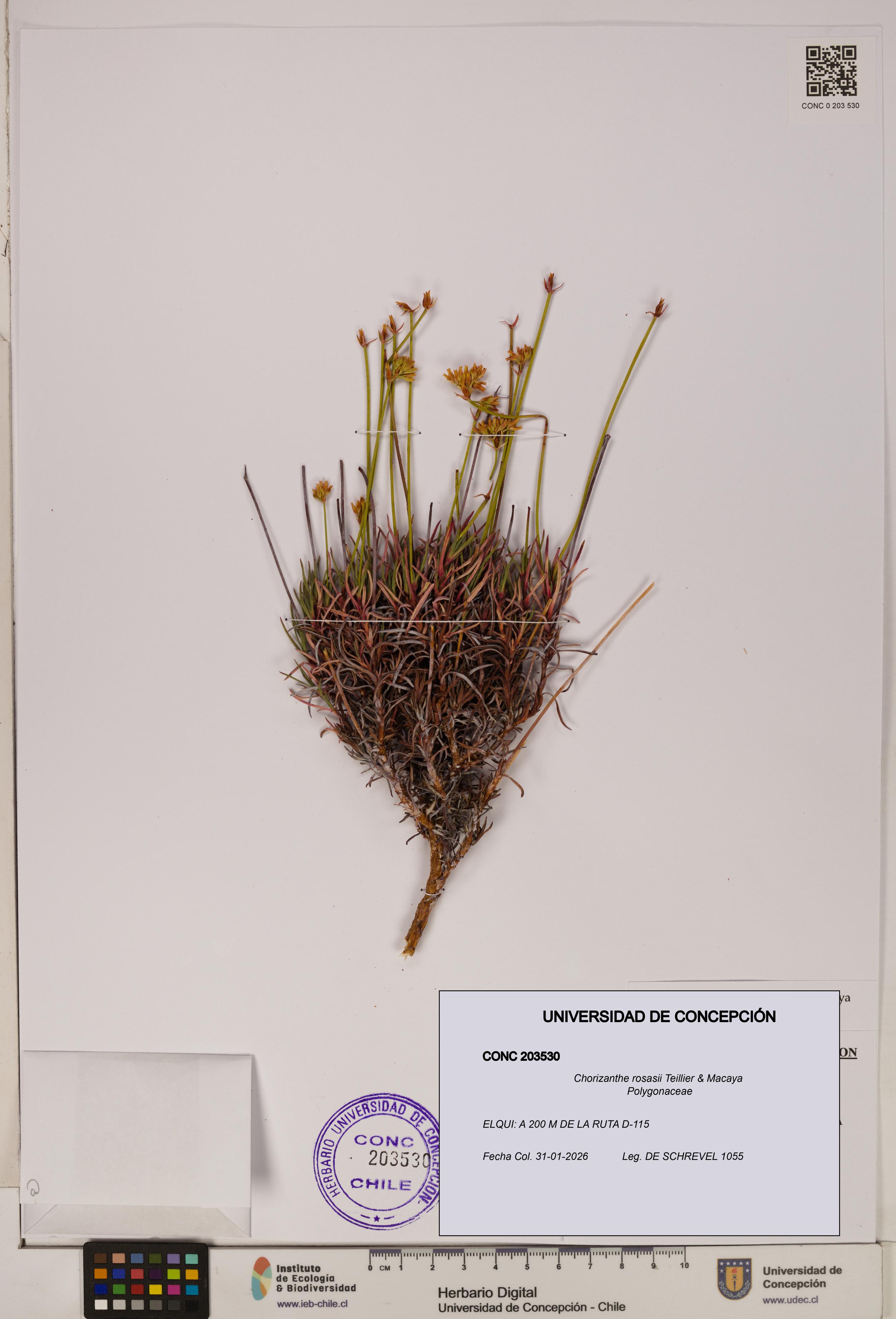 Chorizanthe rosasii [Espécimen: ]