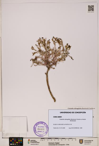 Cistanthe oblongifolia [Espécimen: UDEC:CONC:0203531]