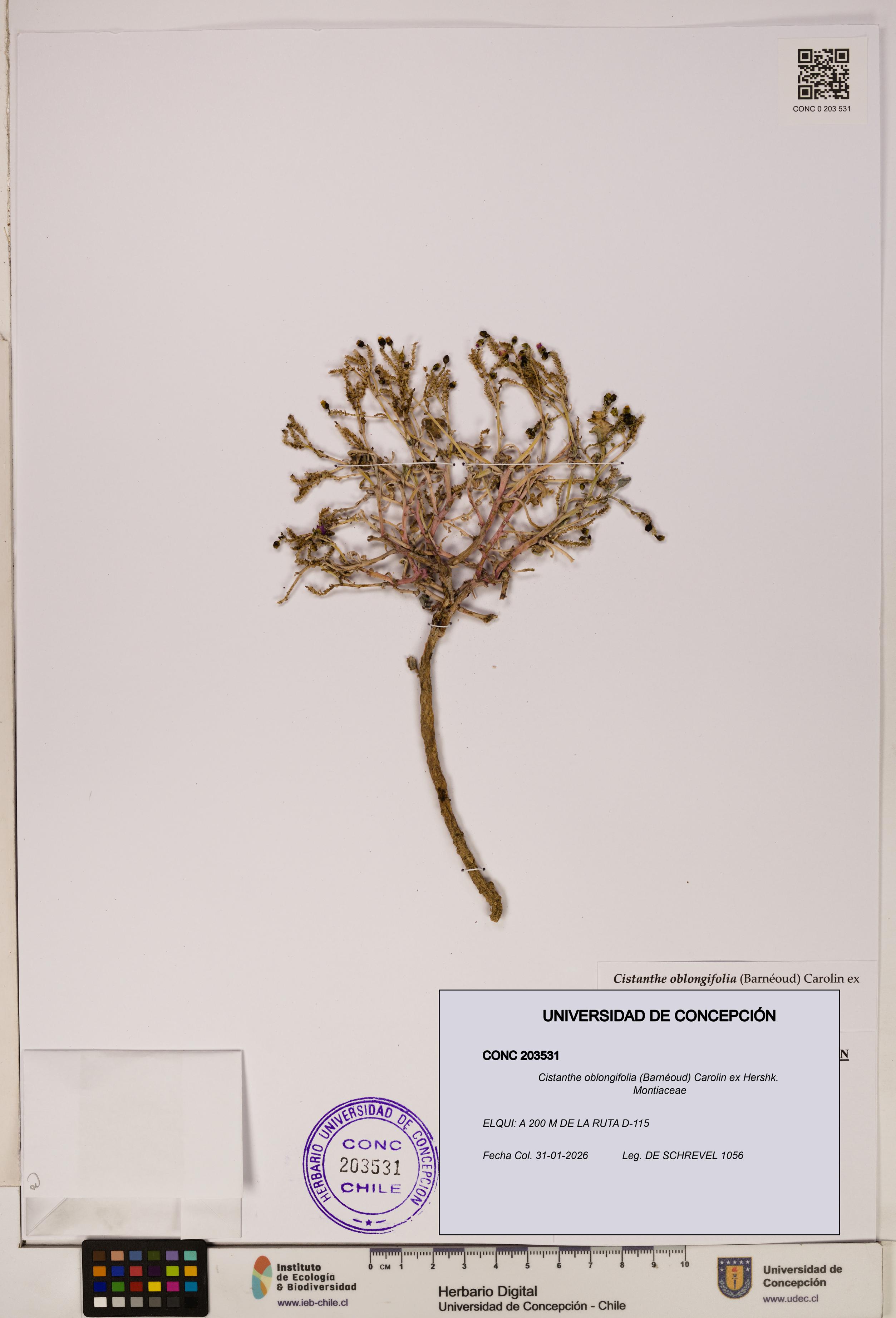 Cistanthe oblongifolia [Espécimen: UDEC:CONC:0203531]