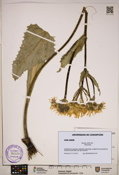 Senecio smithii [Espécimen: ]