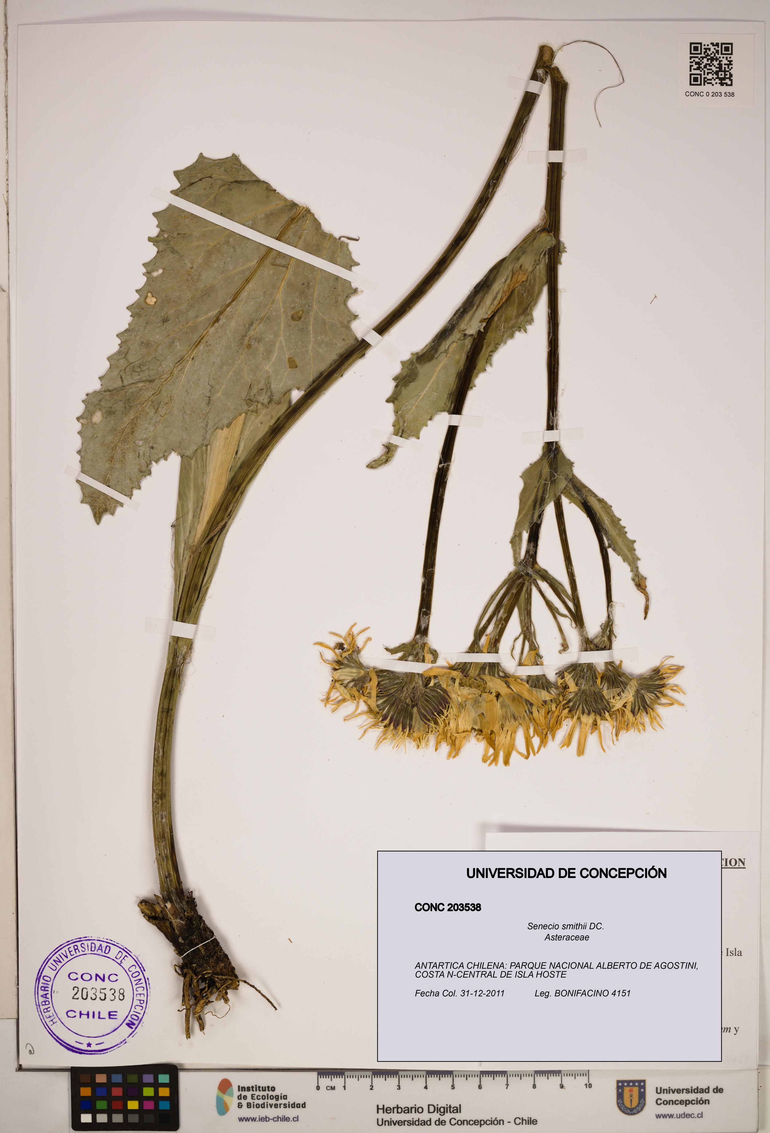 Senecio smithii [Espécimen: ]