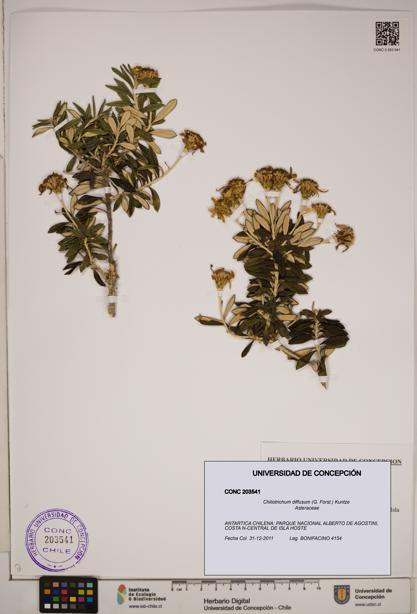 Chiliotrichum diffusum [Espécimen: ]
